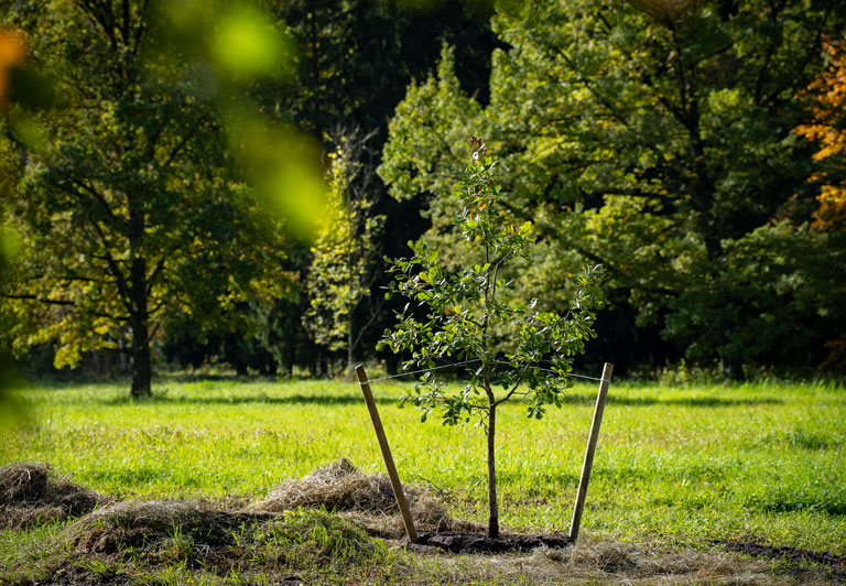 An oak sapling